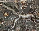 Polished Ammonite Fossil Slab - Marston Magna Marble #42221-1